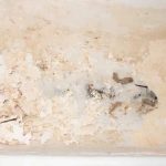 Water Damage Restoration Techniques for Every Season